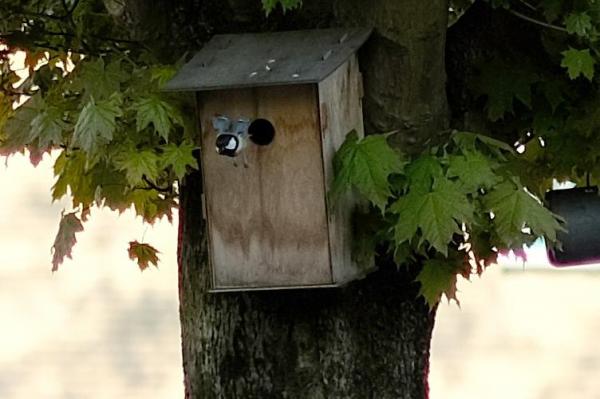 Tiny_Bird_House_Populier_NL_3
